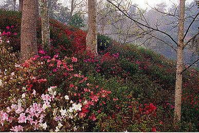 《英灵乱战》联动《光环》7月12日追加士官长